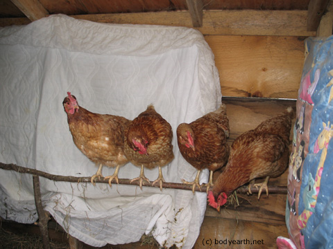 Raising Chickens in Winter